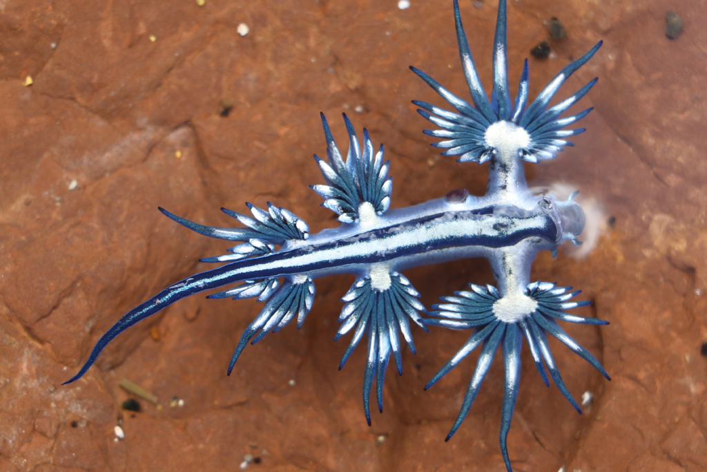 Un animal que parece un Pokémon lleva semanas causando estragos en Alicante: el regreso del dragón azul tras tres siglos